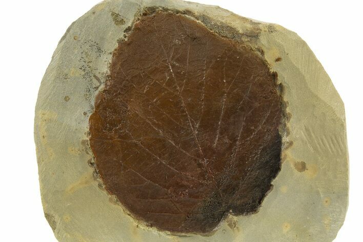 Fossil Leaf (Davidia) - Montana #327208